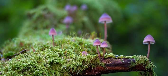 Ερευνα: Υπάρχουν πάνω από 2 εκατ μύκητες -Από τα μανιτάρια, μέχρι πάνω στα νύχια